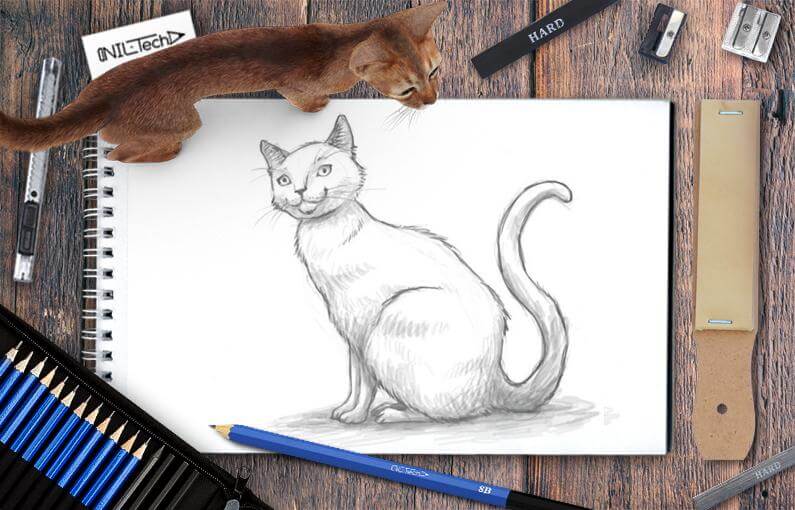 How to draw Cat