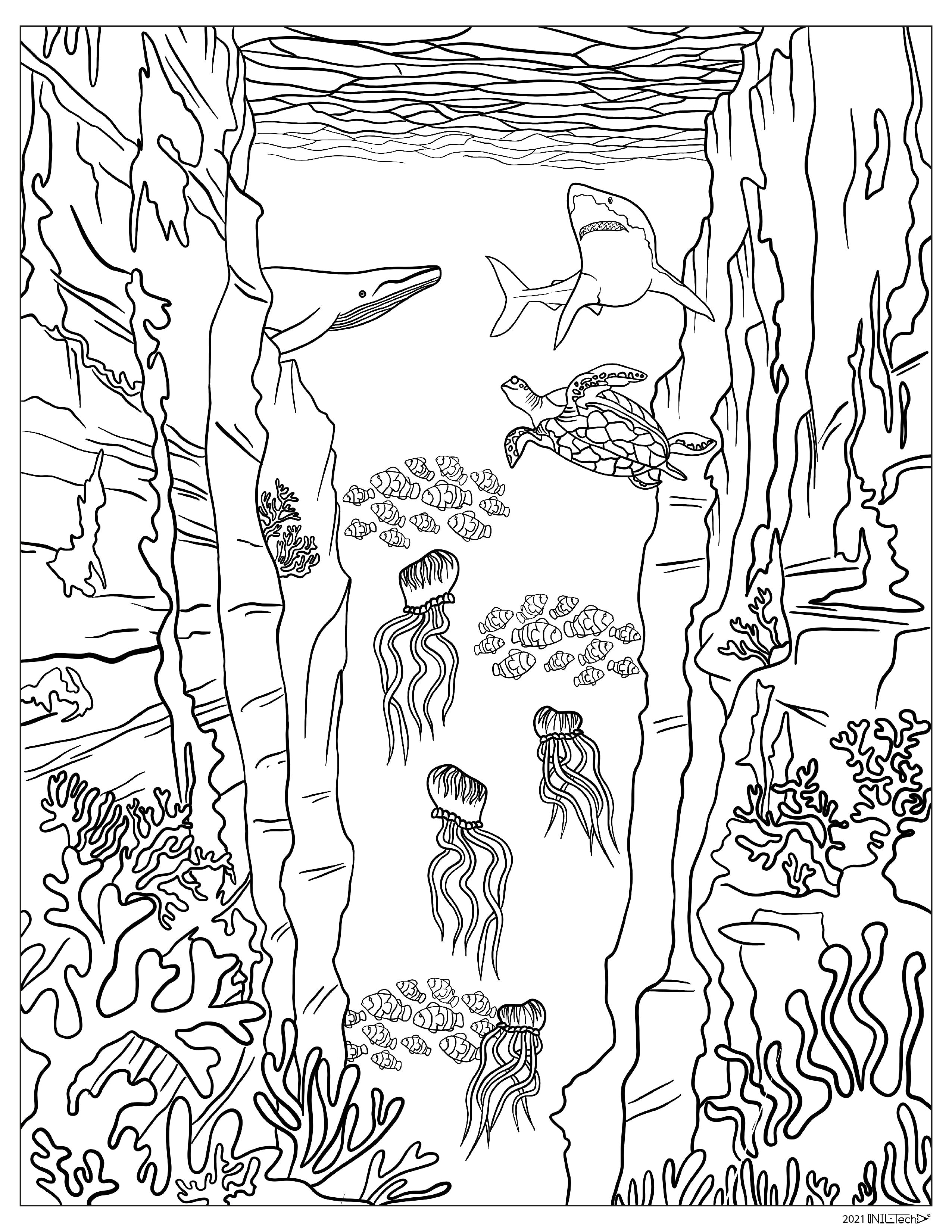 Underwater Ocean World, Shark, Jellyfish