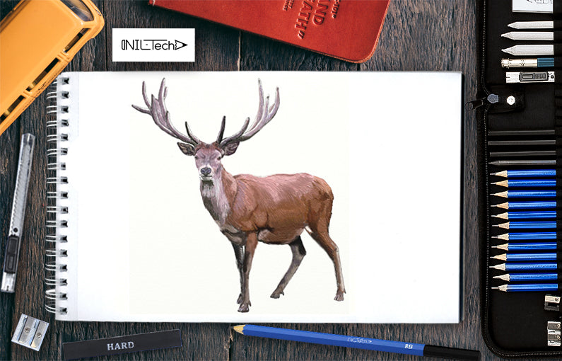 How to draw a deer step by step