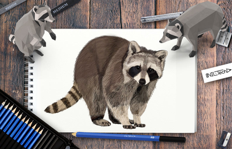 how to draw a realistic raccoon
