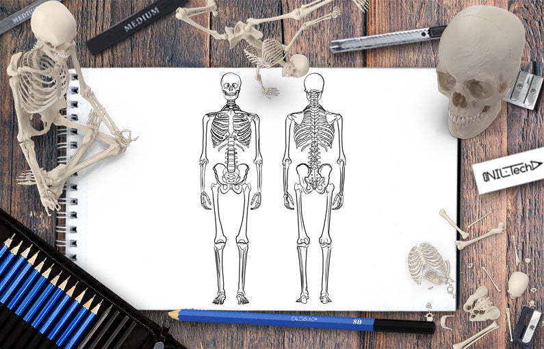 How to draw a Skeleton step by step