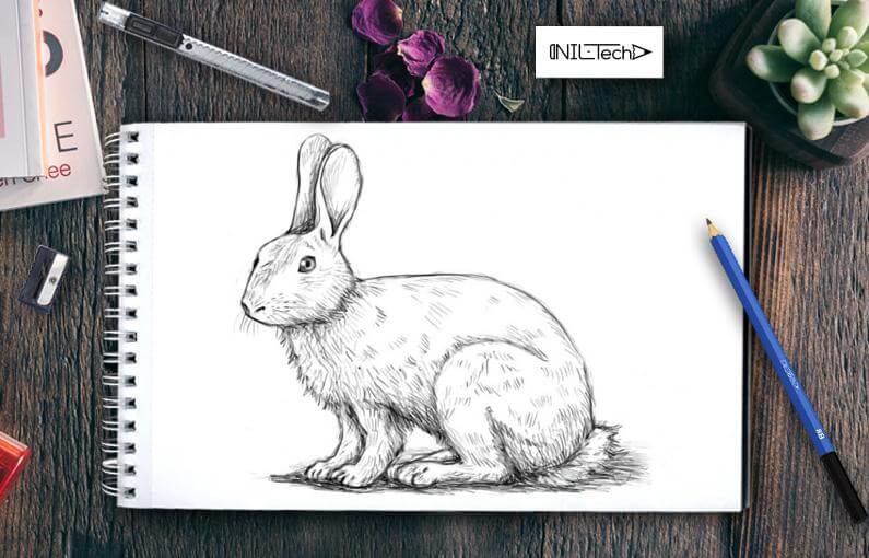 how to draw a realistic rabbit step by step