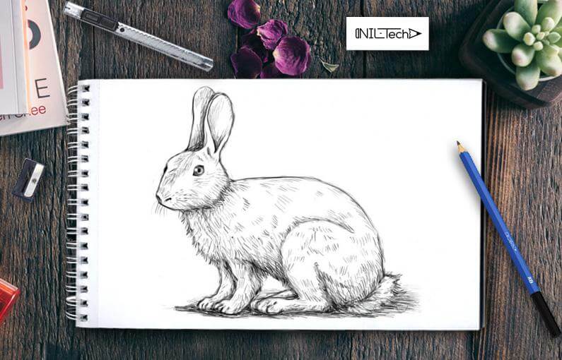 How To Draw A Realistic Rabbit Step By Step