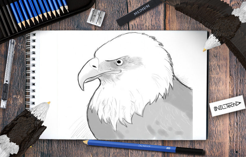 How to draw Bald eagle step by step tutorial