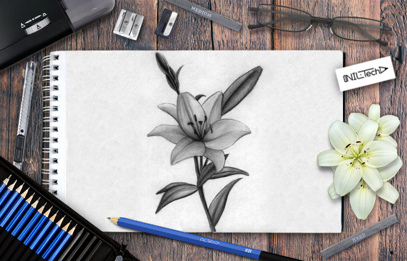 How to draw a lily flower step by step