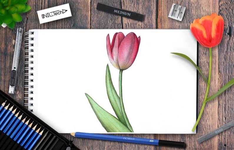 How to draw flower tulip step by step